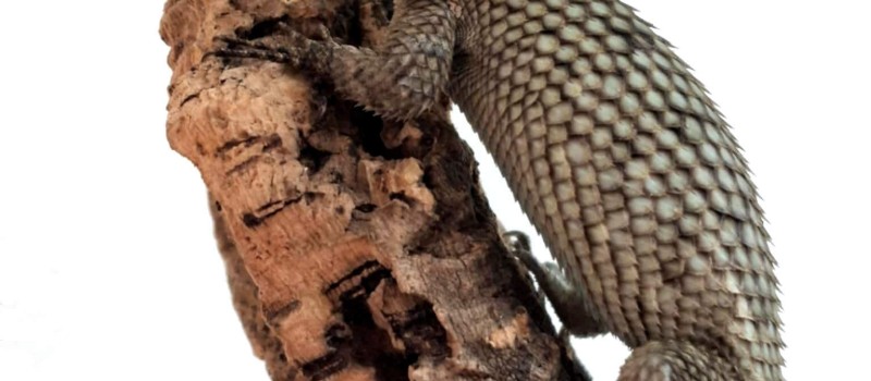 Legwanik / legwan malachitowy (Sceloporus malachiticus)