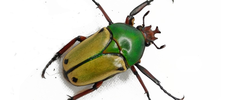 Eudicella loricata