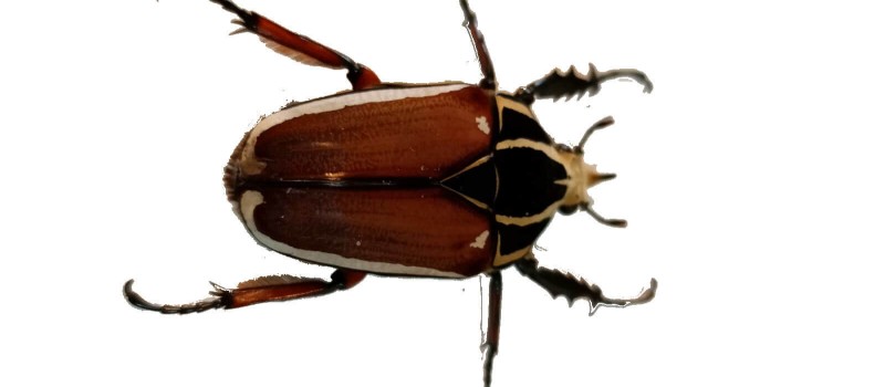 Mecynorhina torquata