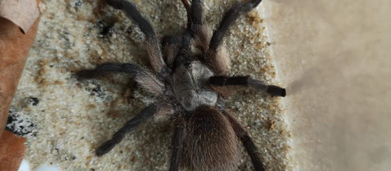 Monocentropus balfouri 