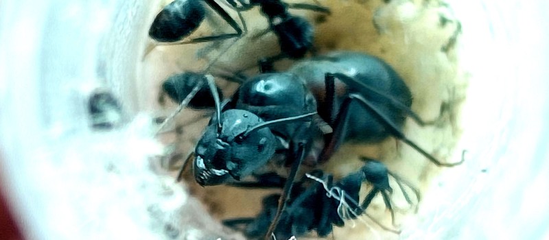 Camponotus cruentatus