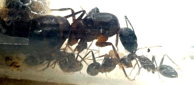 Camponotus barbaricus