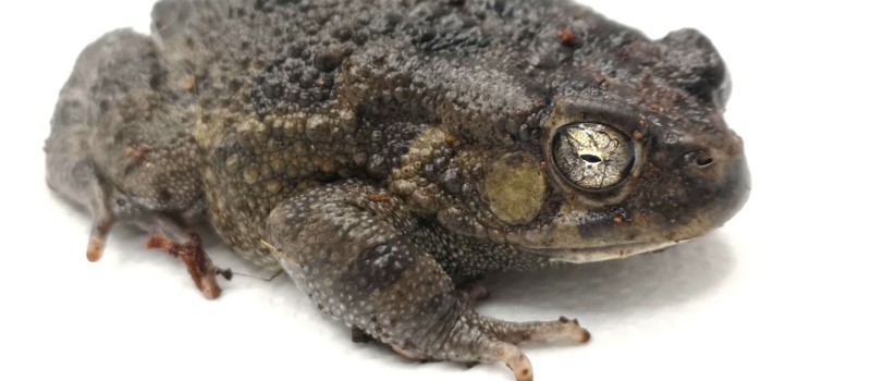 Ropucha panterowata (Sclerophrys regularis)