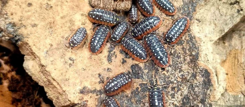 Armadillidium klugii