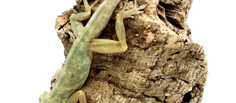 Anolis aeneus