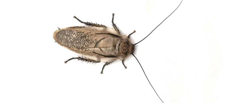 Rhyparobia maderae