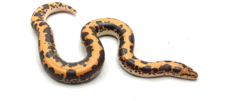 Boa piaskowy (Eryx colubrinus)