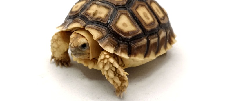 Żółw pustynny (Centrochelys sulcata)