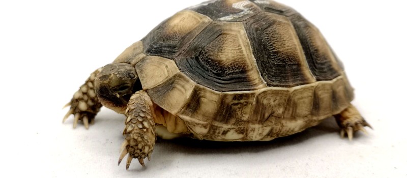 Żółw obrzeżony (Testudo marginata)