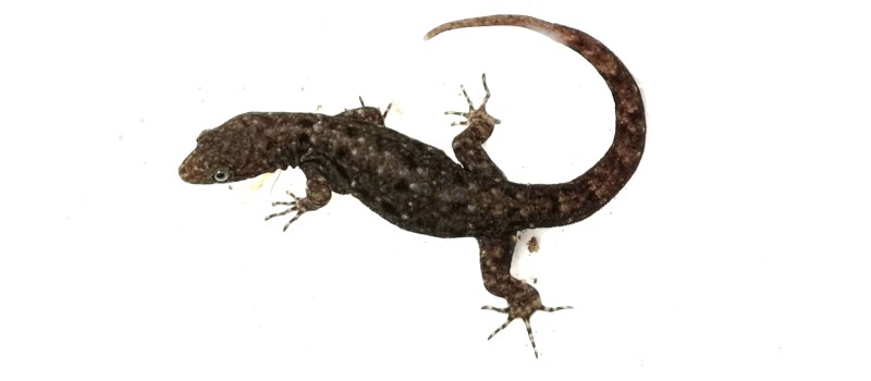 Gonatodes albogularis