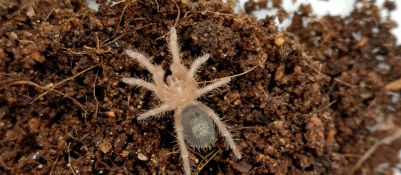 Grammostola pulchripes