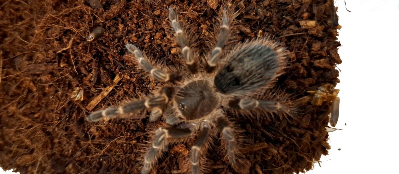 Grammostola pulchripes