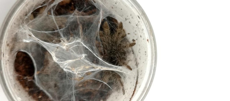 Stromatopelma calceatum