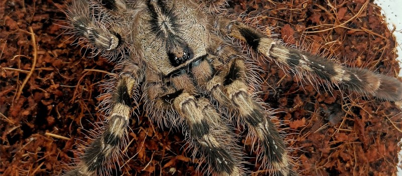 Poecilotheria regalis