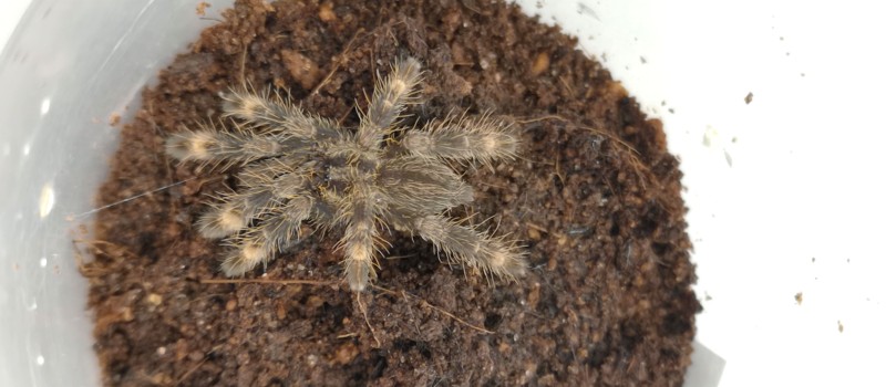 Poecilotheria ornata