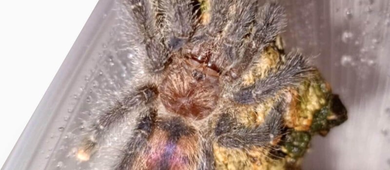 Avicularia juruensis ex. peru purple
