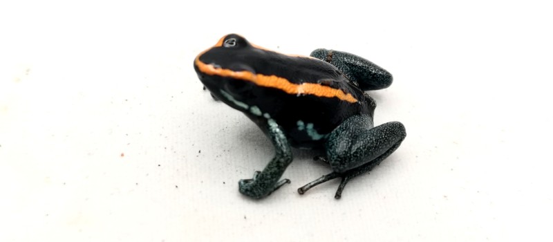 Liściołaz paskowany (Phyllobates vittatus)