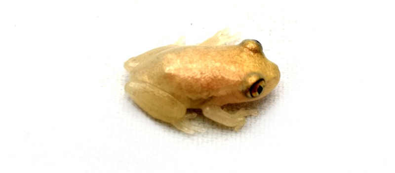 Heterixalus alboguttatus