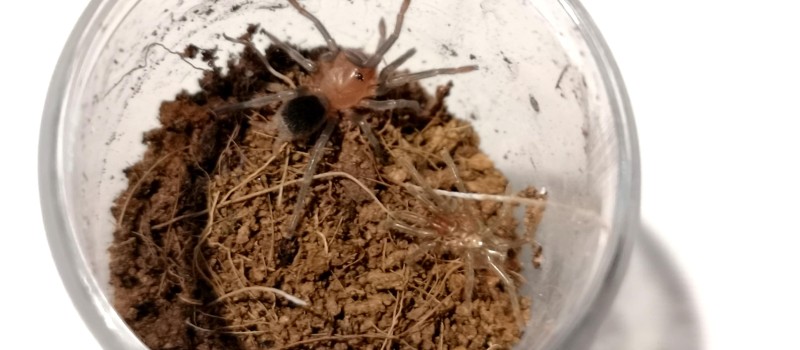 Bumba horrida ( ex. Bumba cabocla)