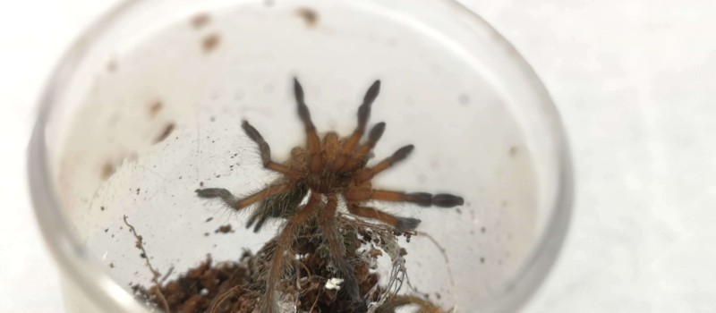 Harpactira pulchripes