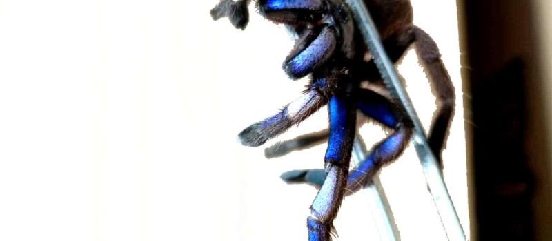 Chilobrachys natanicharum (ex. sp. electric blue)