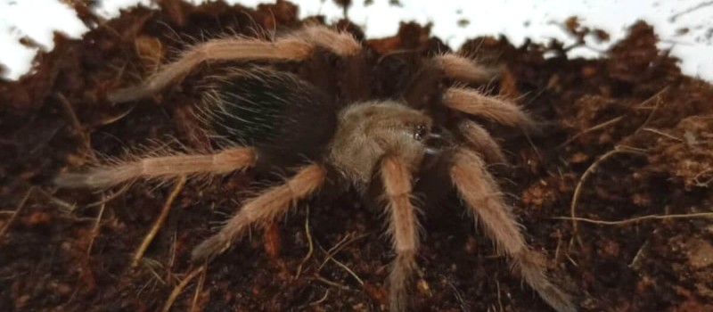 Brachypelma boehmei