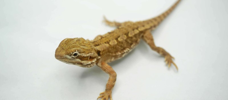 Agama karłowata (Pogona henrylawsoni)