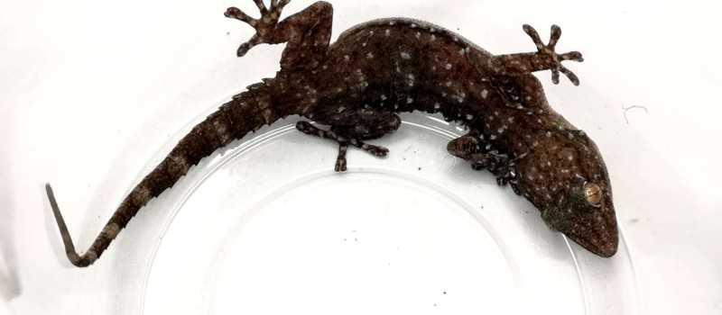 Gekon leśny (Chondrodactylus turneri)