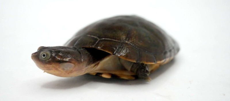 Pelomeduza afrykańska (Pelomedusa subrufa)