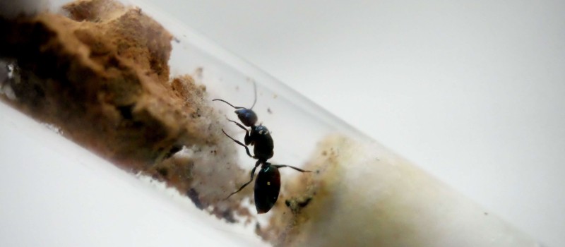 Camponotus lateralis