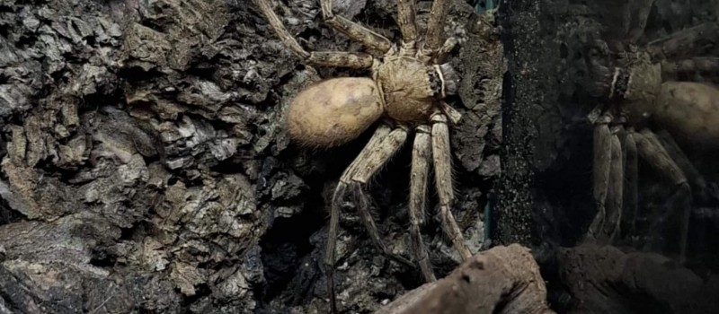Heteropoda venatoria