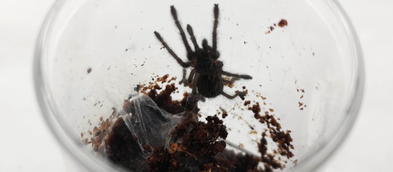 Chilobrachys fimbriatus