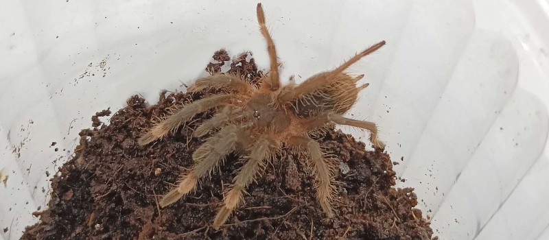 Sericopelma sp. boquete