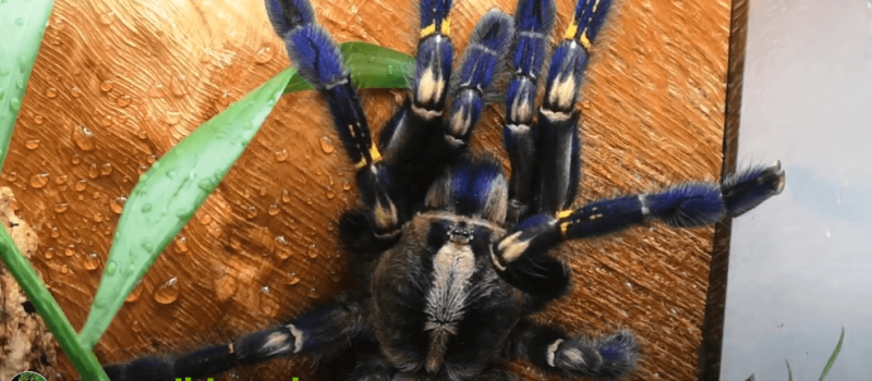  Poecilotehria metallica