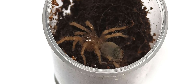 Brachypelma klaasi