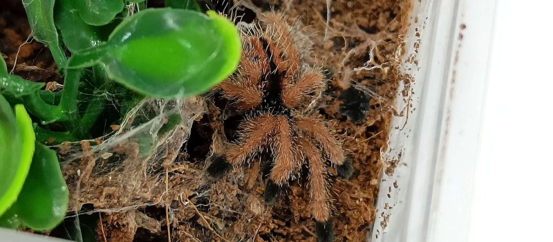 Avicularia metallica