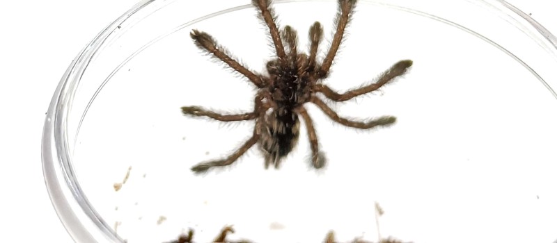 Avicularia purpurea