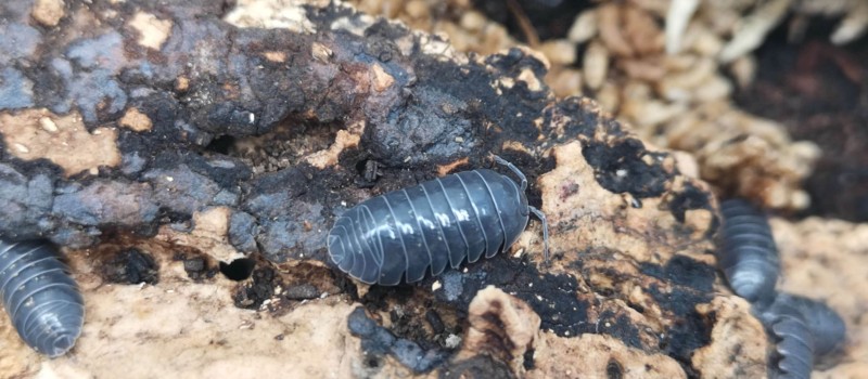 Armadillidium vulgare