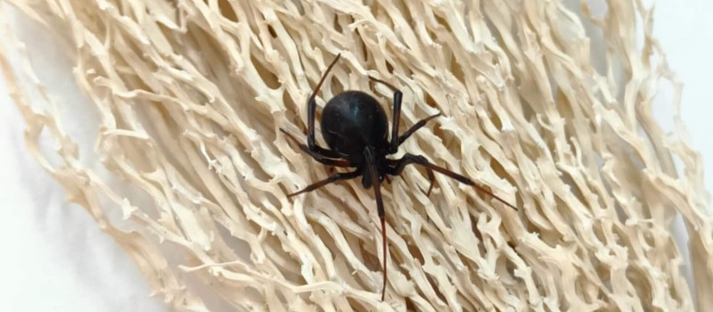 Latrodectus obscurior