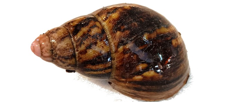 Archachatina paylerenti