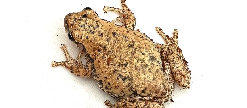 Litoria rubela