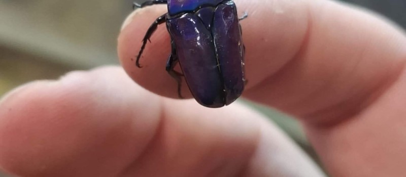 Chlorocala africana oertzeni