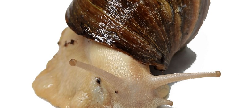  Archachatina ventricosa