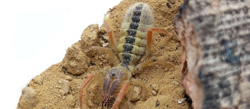 Solifugae sp. Ghana