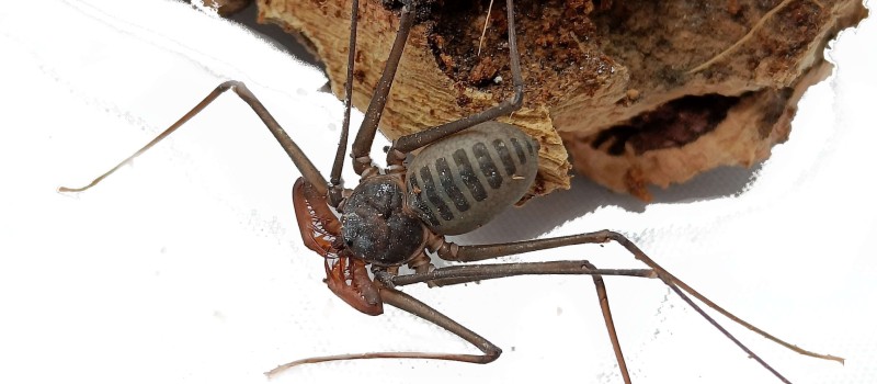 Stygophrynus sp. Ghana