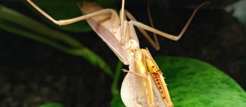 Rhombodera kirbyi