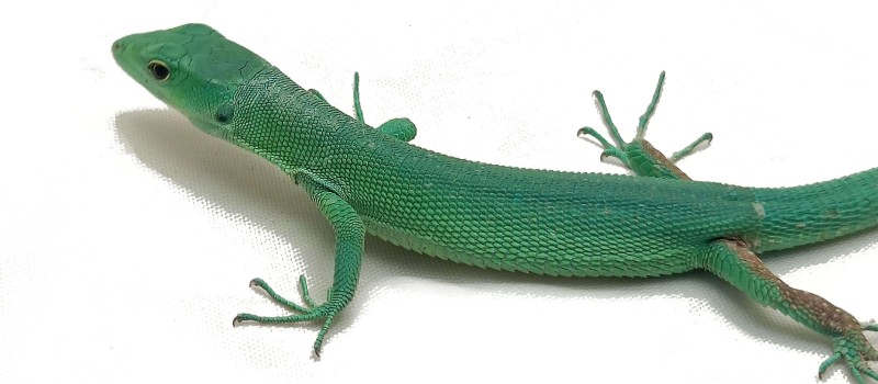 Gastropholis prasina