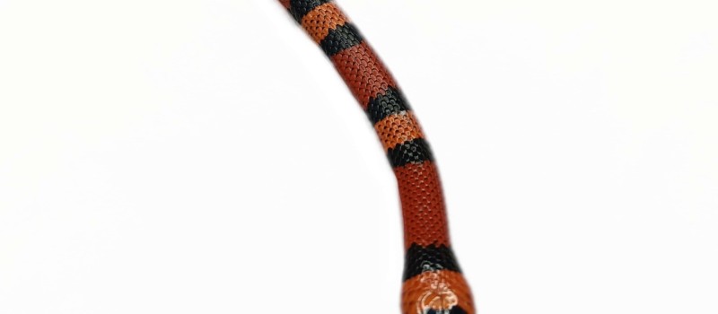 Lampropeltis abnorma 