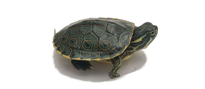 Trachemys emolli