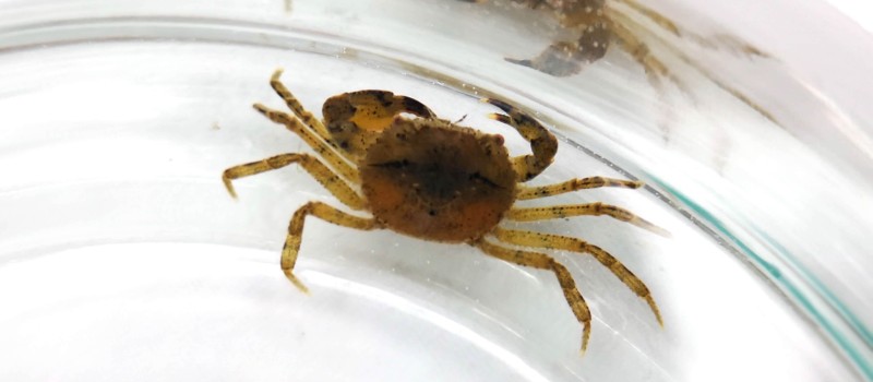 Krab wodny (Siamthelphusa sp. acutidens)